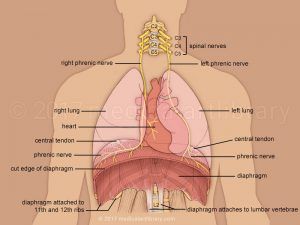 diaphragm diagram human body